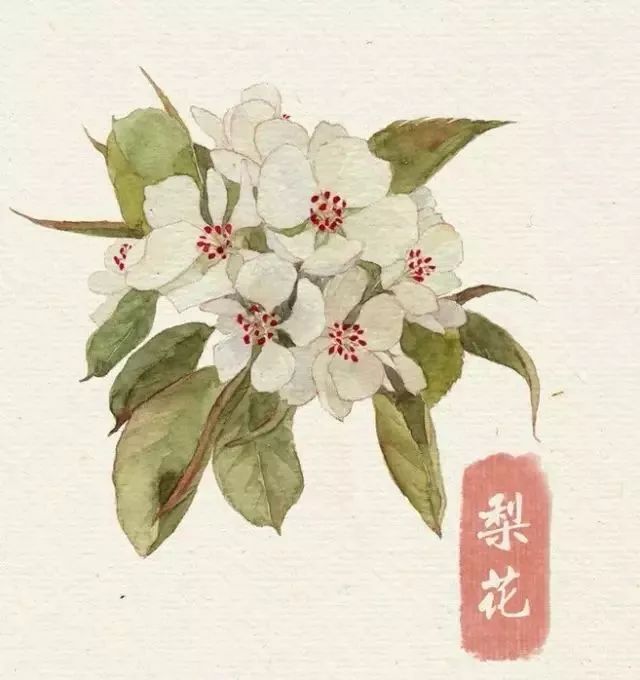 40款絕美水彩花卉手繪插畫賞析