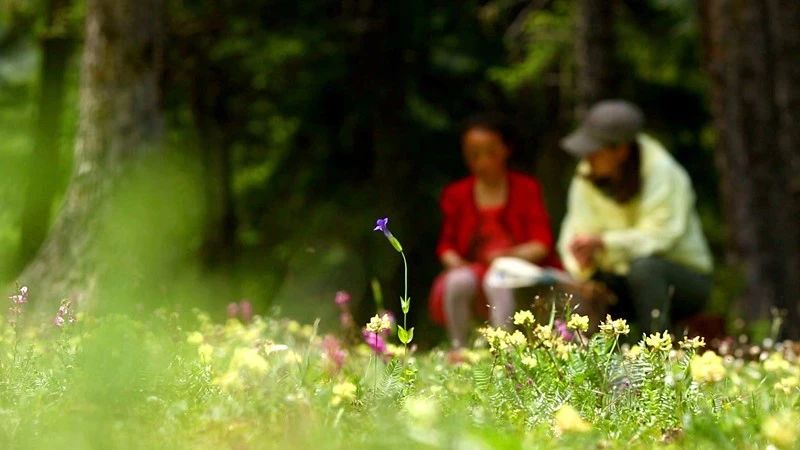 光和云朵·雪寶頂，喂馬劈柴看盡四季繁華