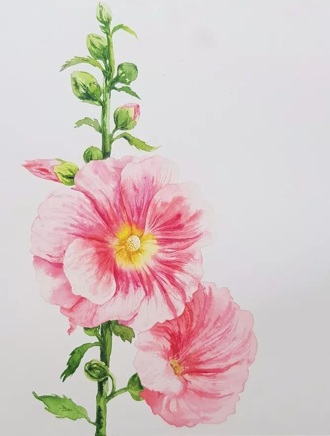 四季水彩花卉插畫，驚艷唯美!