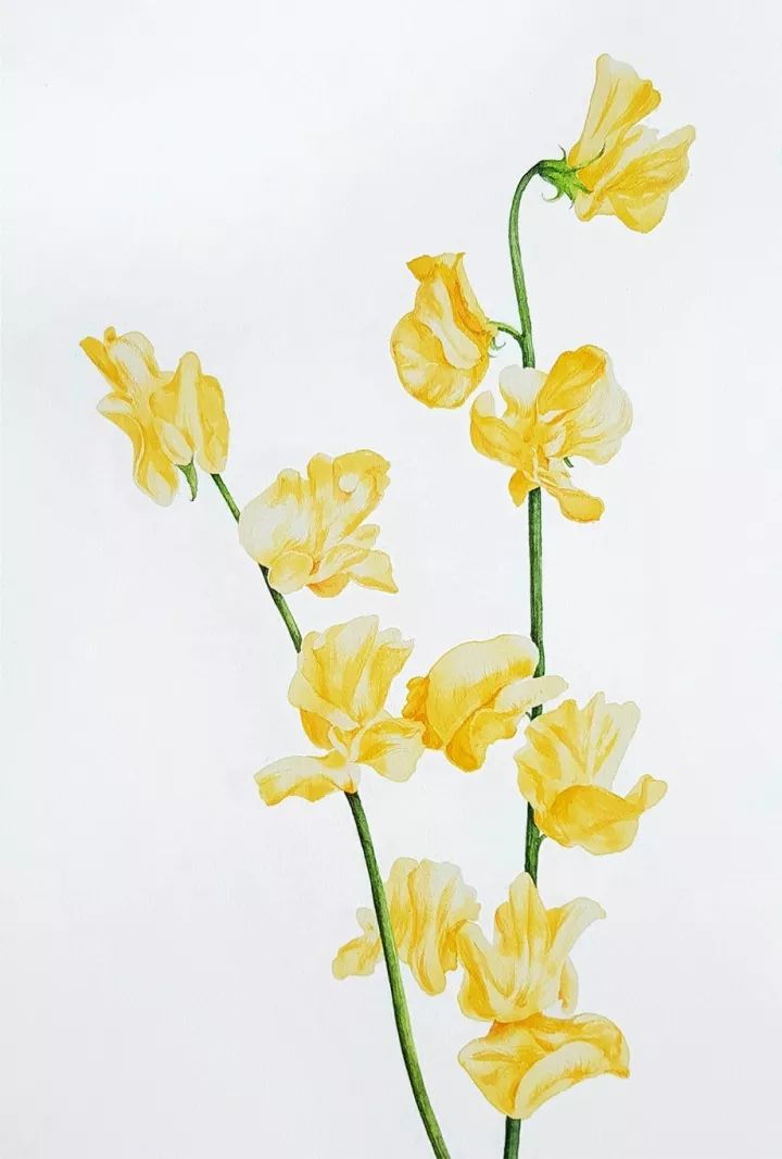 四季水彩花卉插畫，驚艷唯美!