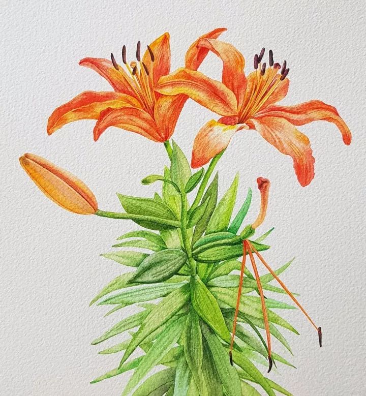 四季水彩花卉插畫，驚艷唯美!