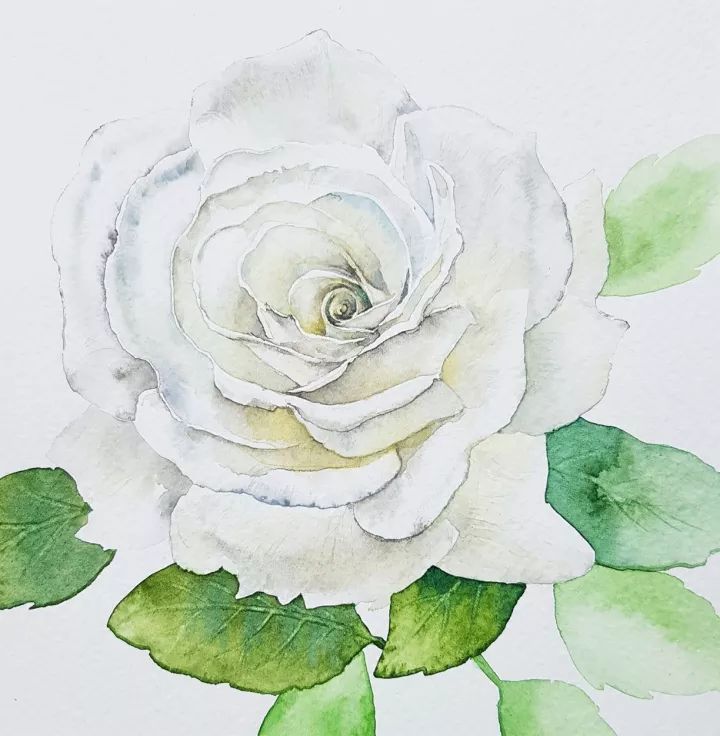 四季水彩花卉插畫，驚艷唯美!