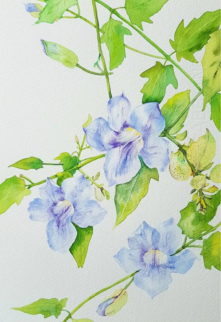 四季水彩花卉插畫(huà)，驚艷唯美!