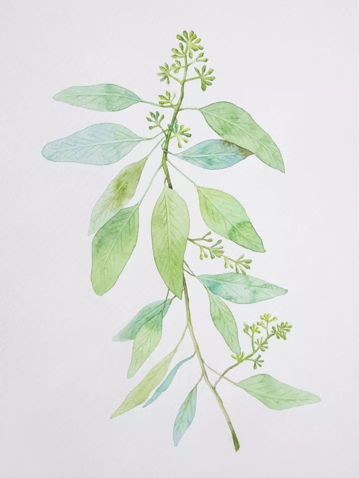 四季水彩花卉插畫(huà)，驚艷唯美!