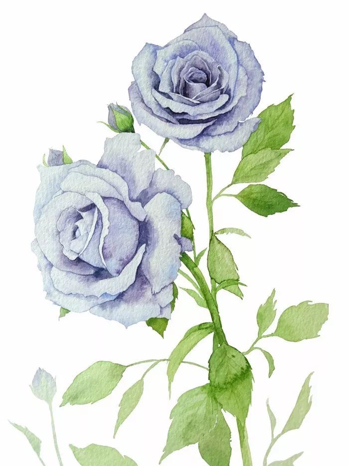 四季水彩花卉插畫(huà)，驚艷唯美!