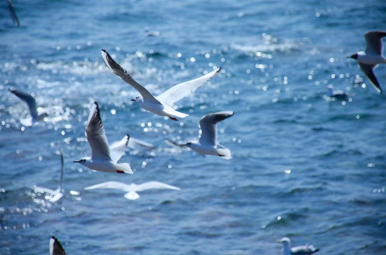 青島·町舍，風(fēng)花雪月的景卻歷久彌新！
