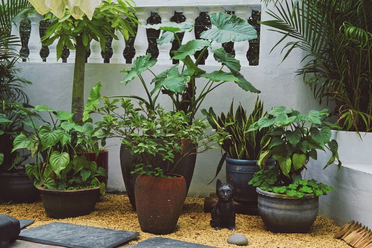 廈門·花青宿，一場風(fēng)格迥異遠(yuǎn)古部落的夢