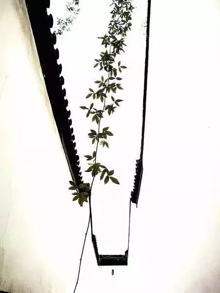 中國(guó)古建筑：逐漸消失的中國(guó)居民文化