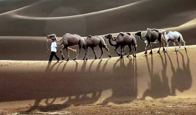 《天邊的駱駝》，震撼的沙漠風(fēng)景之美!
