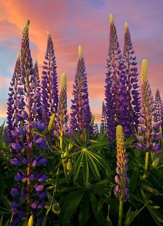 最美風景《魯冰花》，送給母親的花！