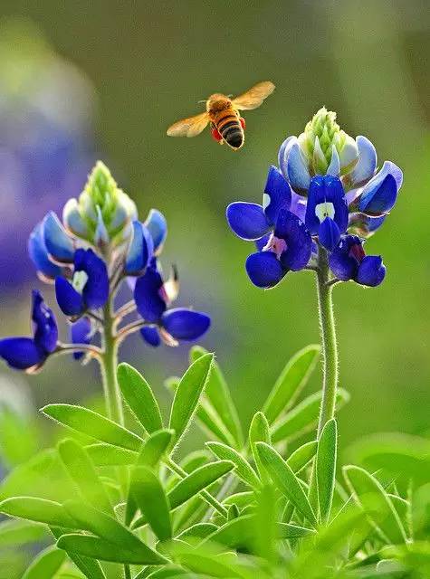 最美風景《魯冰花》，送給母親的花！