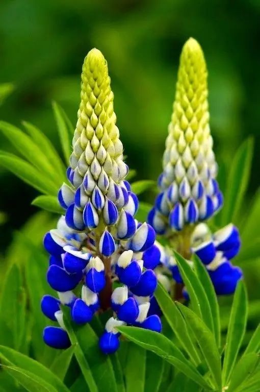 最美風(fēng)景《魯冰花》，送給母親的花！