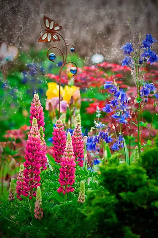 最美風(fēng)景《魯冰花》，送給母親的花！