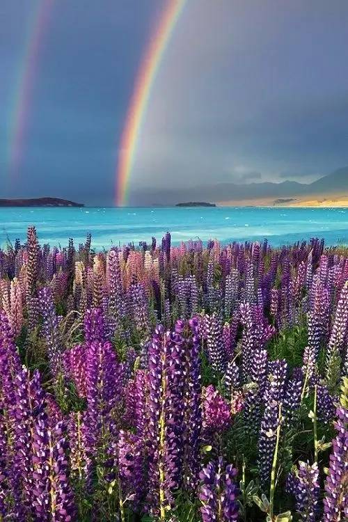 最美風(fēng)景《魯冰花》，送給母親的花！