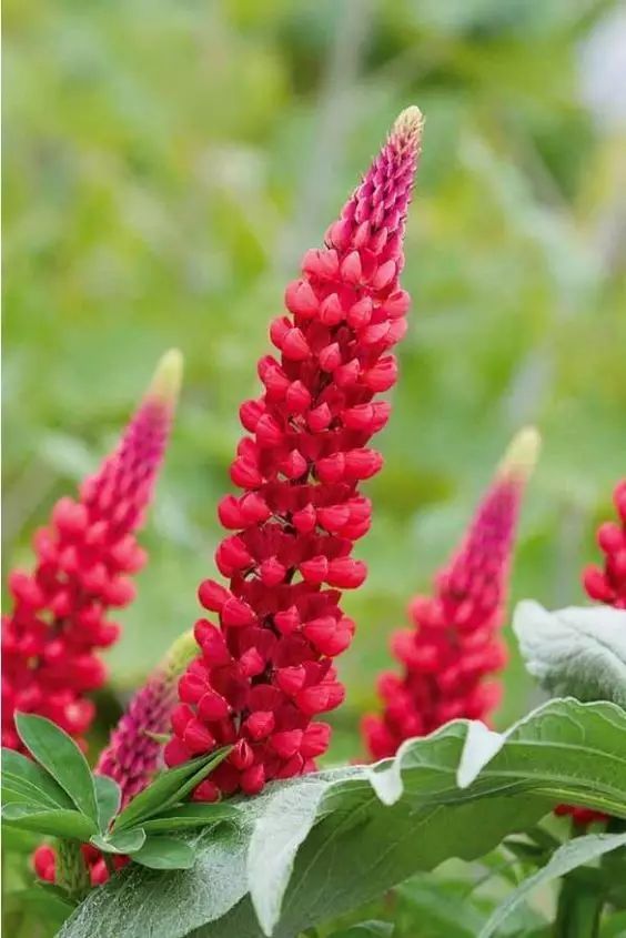 最美風景《魯冰花》，送給母親的花！