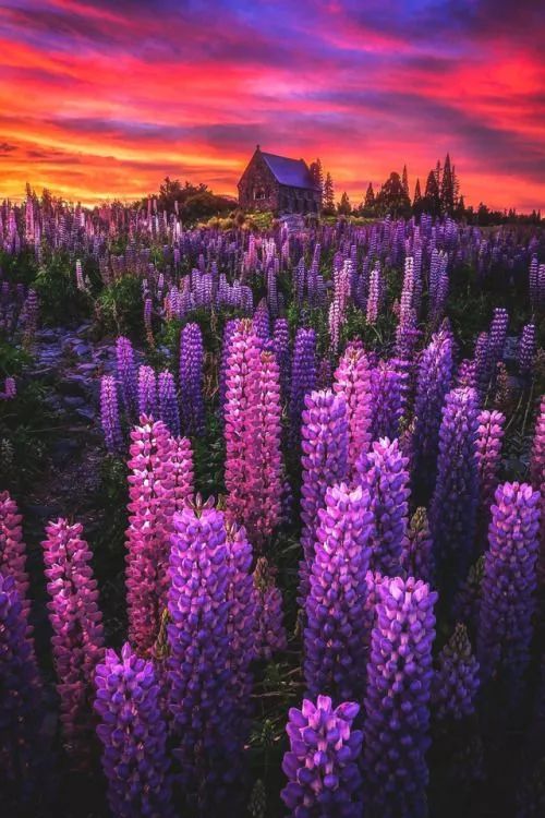 最美風(fēng)景《魯冰花》，送給母親的花！