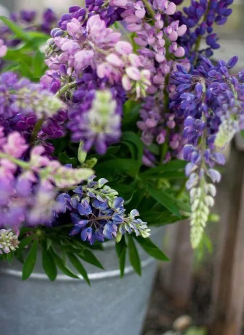 最美風景《魯冰花》，送給母親的花！