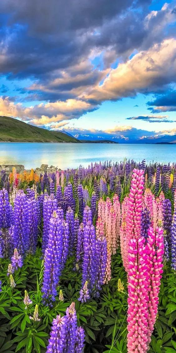 最美風景《魯冰花》，送給母親的花！