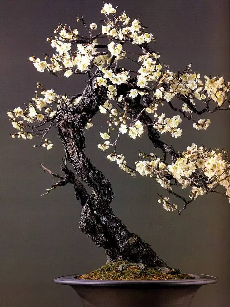 頂級(jí)盆景藝術(shù)，一種讓世人驚嘆的美！