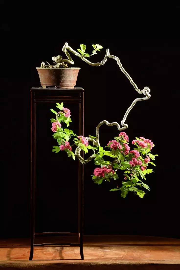 頂級(jí)盆景藝術(shù)，一種讓世人驚嘆的美！