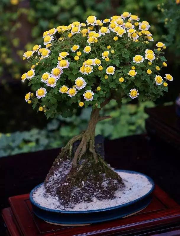 頂級盆景藝術(shù)，一種讓世人驚嘆的美！