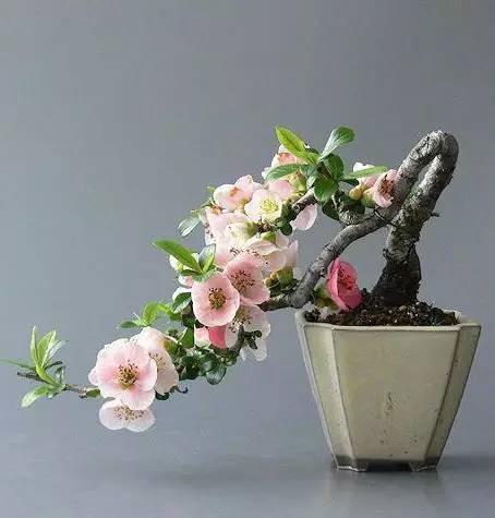 頂級盆景藝術(shù)，一種讓世人驚嘆的美！