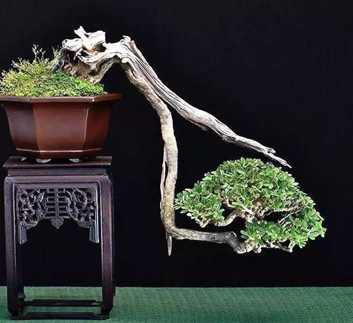 頂級盆景藝術(shù)，一種讓世人驚嘆的美！