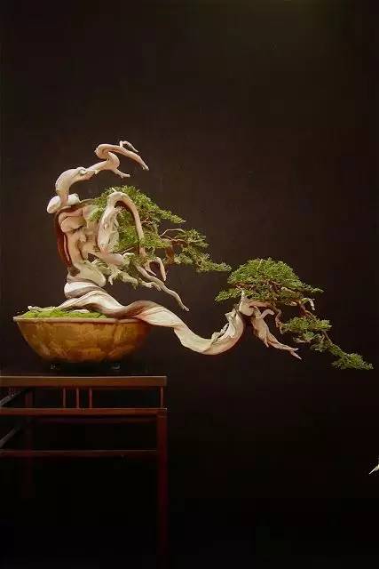 頂級盆景藝術(shù)，一種讓世人驚嘆的美！