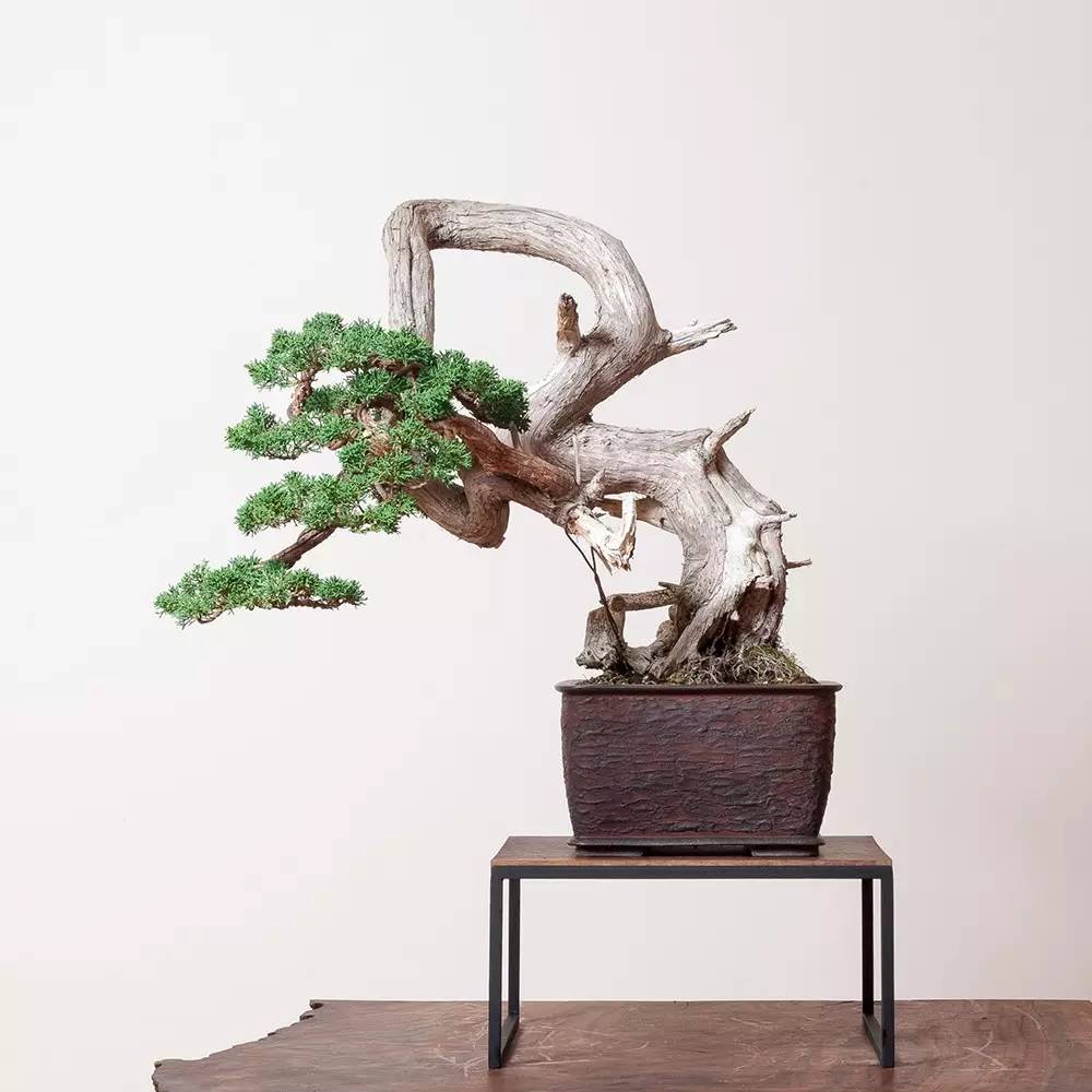 頂級盆景藝術(shù)，一種讓世人驚嘆的美！