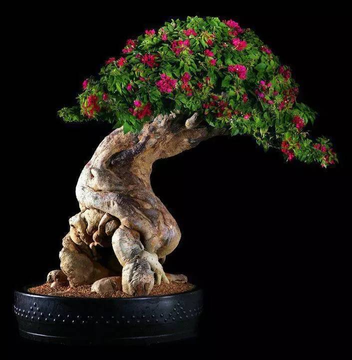 頂級盆景藝術(shù)，一種讓世人驚嘆的美！