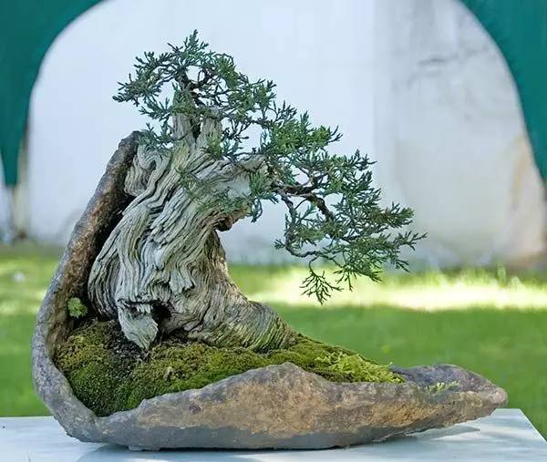 頂級盆景藝術(shù)，一種讓世人驚嘆的美！