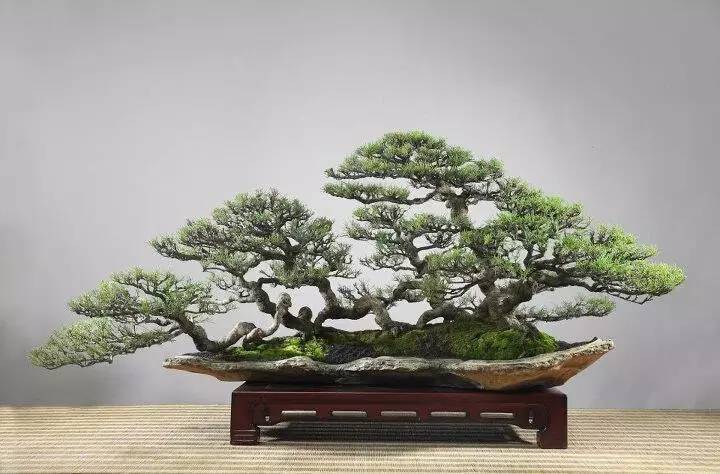 頂級盆景藝術(shù)，一種讓世人驚嘆的美！