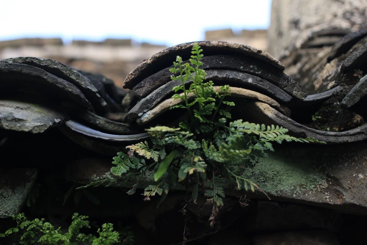 九熹·大樂之野，流水的大樂之野鐵打的小白墻