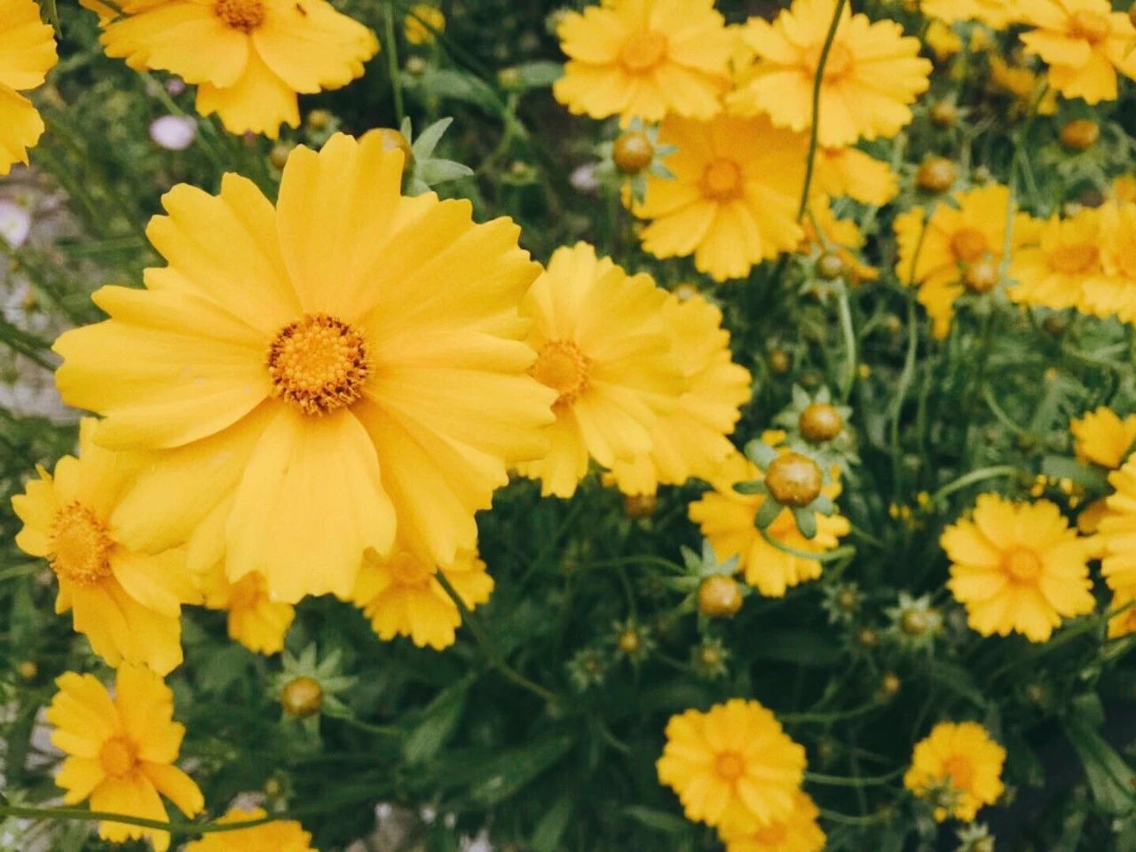 黃山·東田別野，日出而作日落而息的時光野