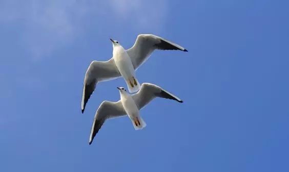 傳說中的比翼雙飛，美景美哉!