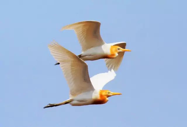 傳說中的比翼雙飛，美景美哉!