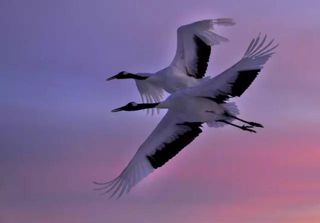 傳說(shuō)中的比翼雙飛，美景美哉!