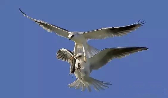 傳說(shuō)中的比翼雙飛，美景美哉!