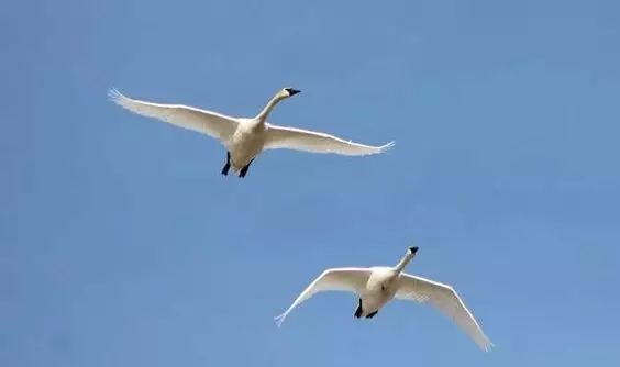 傳說(shuō)中的比翼雙飛，美景美哉!