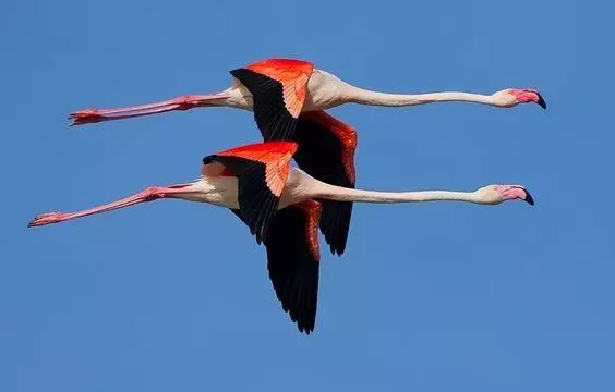 傳說(shuō)中的比翼雙飛，美景美哉!