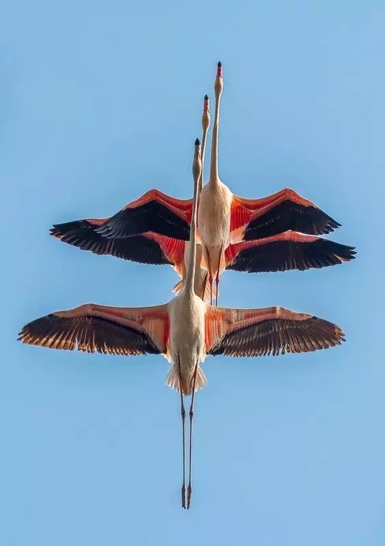 傳說(shuō)中的比翼雙飛，美景美哉!