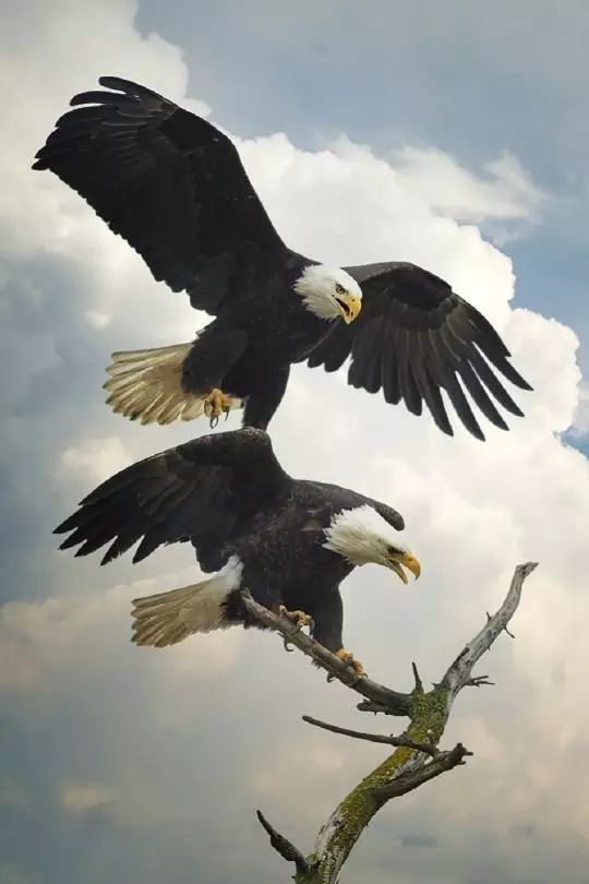 傳說中的比翼雙飛，美景美哉!