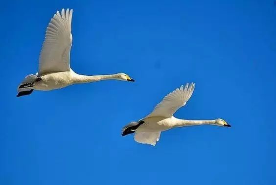 傳說中的比翼雙飛，美景美哉!