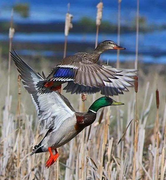 傳說中的比翼雙飛，美景美哉!