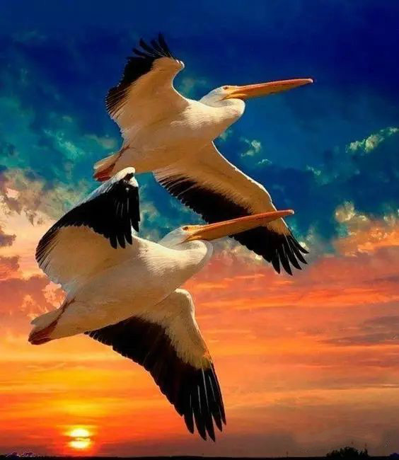 傳說中的比翼雙飛，美景美哉!