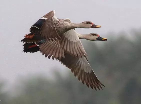 傳說中的比翼雙飛，美景美哉!