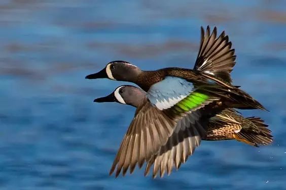 傳說中的比翼雙飛，美景美哉!