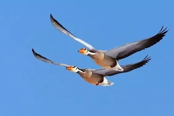 傳說中的比翼雙飛，美景美哉!