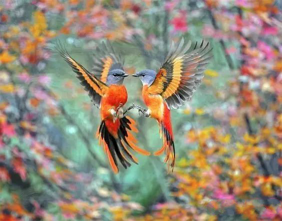 傳說(shuō)中的比翼雙飛，美景美哉!