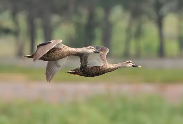 傳說中的比翼雙飛，美景美哉!